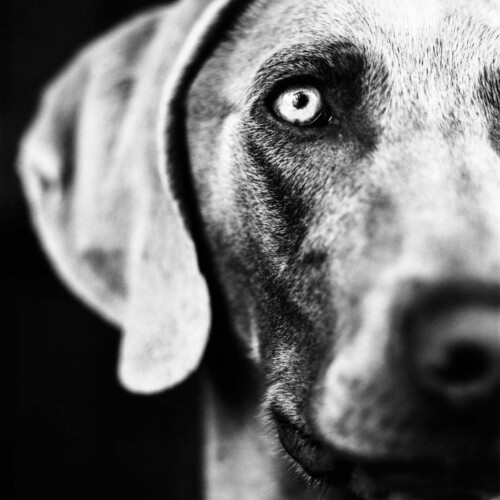 Professional Pet Photography by Rebecca Dell