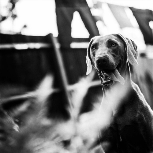 Professional Pet Photography by Rebecca Dell
