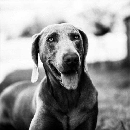 Professional Pet Photography by Rebecca Dell