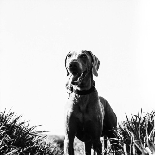 Professional Pet Photography by Rebecca Dell