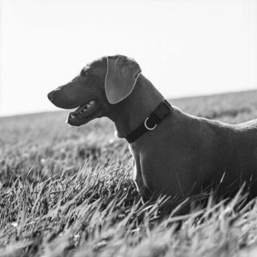 Professional Pet Photography by Rebecca Dell