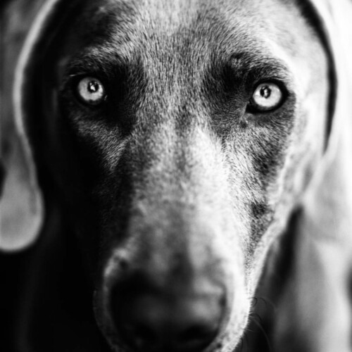 Professional Pet Photography by Rebecca Dell